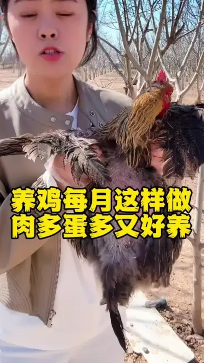养鸡定期这样做肥肥壮壮到出栏#科学养鸡#鸡鸭鹅养殖#养鸡人#鸡驱虫#鸡寄生虫
