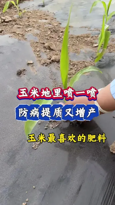 玉米地里喷一喷，玉米防病又增产#三农 #玉米种植 #玉米 #农业 #玉米金大棒