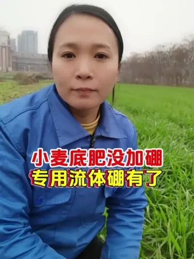 小麦底肥没加硼的注意了，机会来了 #流体硼 #小麦 #今日三农爆款