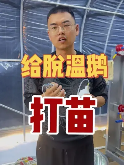 小鹅今天第6天了！小鹅温加呼肠孤二联打上！有很多朋友不知怎么打苗，更不知道肉鹅到出栏要打几次苗？我今天给您讲清楚哈！学会了再也不用花钱找人打苗了！#养鹅技术分享 #养鹅技术找晓雨 #养鹅