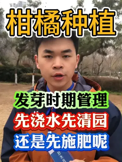 柑橘树发芽前，先施肥先清园还是先浇水呢#果树种植 #果树管理 #果园管理 #柑橘种植