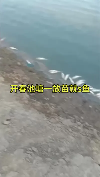 开春放鱼，池塘消读就用这款二氧化氯泡腾片 #四大家鱼 #鱼虾蟹养殖 #特种水产养殖 @抖加🔥上热门🔥dou+🔥热点宝