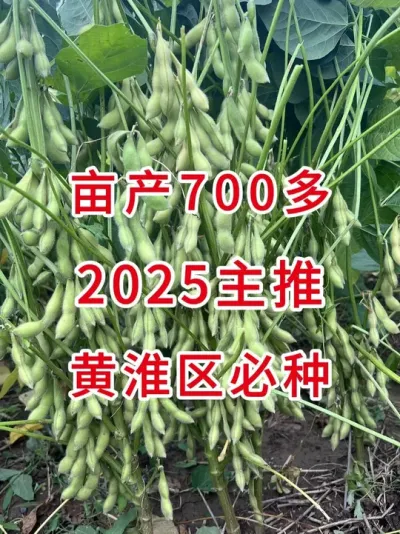 2025最新国审，抗病强、产量高、收益稳！ #三农流量扶持计划 #大豆种植 #抖音助农 #农业种植 #产量特别高