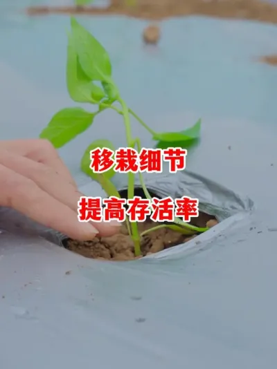 辣椒移栽细节做好了存活率上升一倍#辣椒种植 #辣椒 #小米辣 #线椒 #来抖音学农技