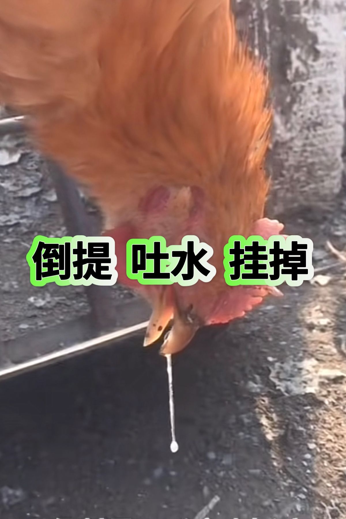 http://static.ixuenong.com/pxn/uploads/prod/thirdfile/2025/05/a23198b94e152c21dd3ff5c602f7ac77.jpg