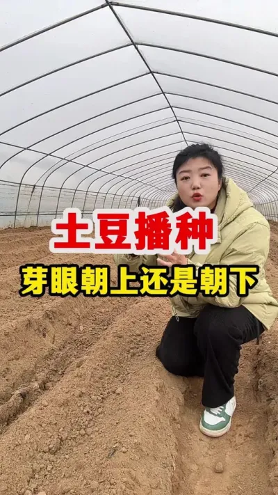 土豆播种是芽眼朝上还是朝下好呢#土豆高产种植 @抖音小助手 #土豆高产种植