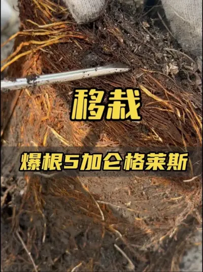 移栽一颗爆根的格莱斯，不到一年根系全满，只能住大大的泡沫箱了，记得多给点有机肥做底肥哦！#记录我的种植生活 #盆栽果树 #无花果生长过程 #格莱斯无花果 #楼顶菜园