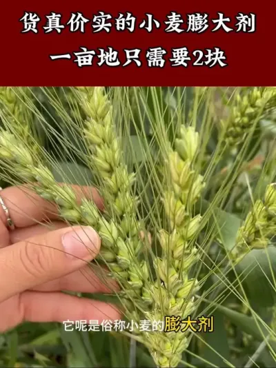 地上作物膨大只需要一个配方苄氨烷醇 #小麦高产技术 #小麦种植 #增产增收小配方 #苄氨烷醇 #小麦种植管理技术