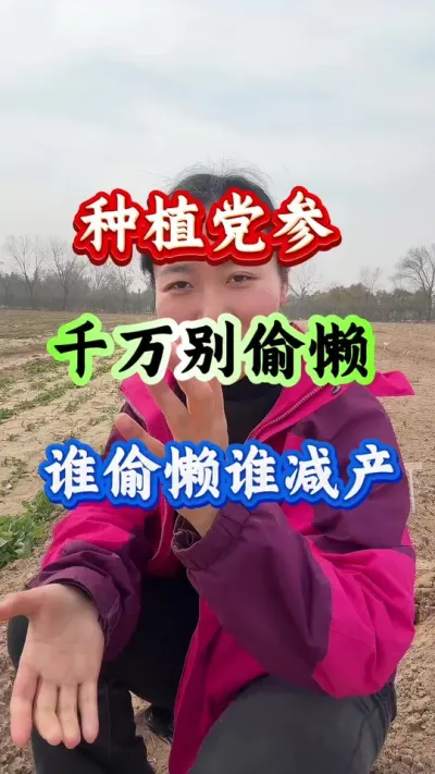 党参种植 种植党参千万别偷懒谁偷懒谁减产 #药材种植 #药材管理 #党参种植 #党参高产