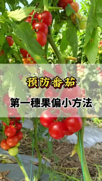 预防番茄，第一穗果偏小方法#番茄种植方法及管理技术 #番茄种植技术 #预防番茄小果 #西红柿种植技术与管理法 #番茄病毒病怎么预防