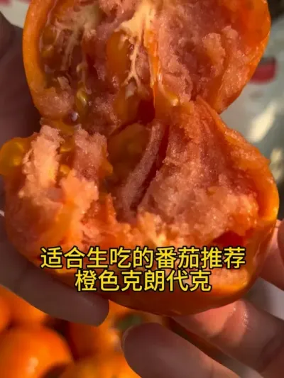适合生吃的橙色大果番茄，不酸的橙色克朗代克，我喜欢。#记录我的种植生活 #盆栽番茄 #橙色克朗代克 #番茄种植