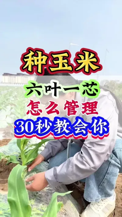玉米六叶一芯怎么管理，30秒教会你 #玉米 #玉米种植 #玉米管理 #玉米高产 #种玉米
