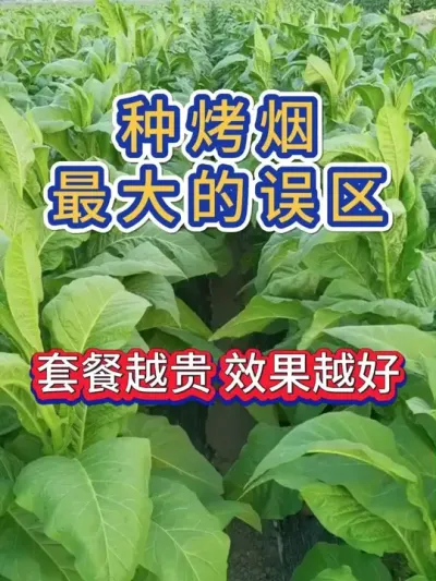 种烤烟，套餐越贵，价格就越好吗？ #烤烟种植技术与管理 #烤烟种植 #烤烟 #烟草种植 #农业种植