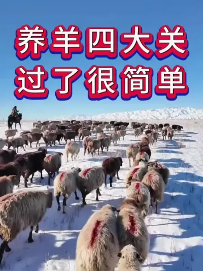 养羊四大关过了很简单 #养羊 #养羊人 #新手养羊 #牛羊养殖