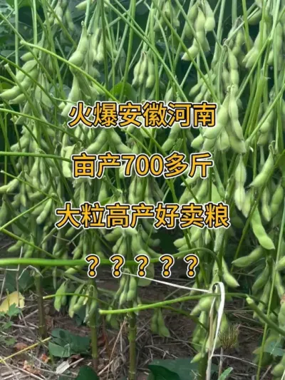 火爆安徽河南，亩产700多斤 #抖音助农 #农业种植 #三农 #高产大豆 #大豆高产