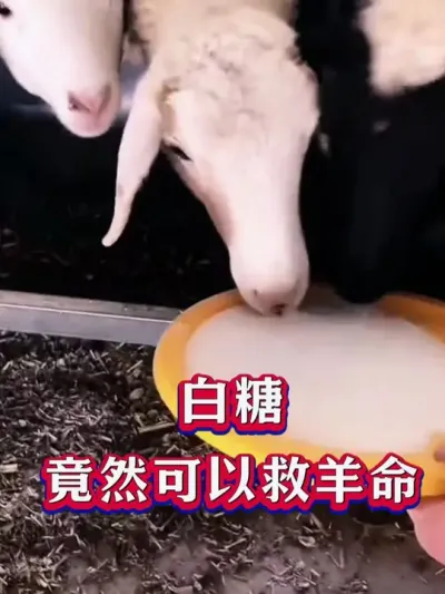 白糖竟然可以救羊命 #养羊 #养羊人 #牛羊养殖