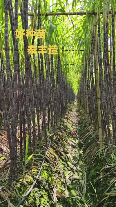 甘蔗种苗选泰丰，让你种植更轻松。#甘蔗 #种植 #优质种苗 #三农种植 #农业 
