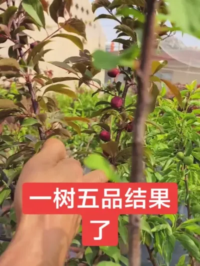 一树嫁接多品桃李李，即可观赏又可品尝#别墅庭院植物 #抖音助农 #一树多果