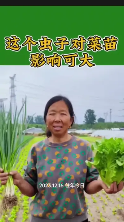 虫害管理#病虫害防治 #虫害防治 #蔬菜种植 #生菜杨姐 #三农流量扶持计划 @DOU+小助手