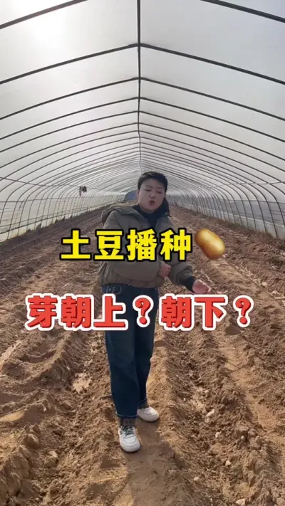 土豆播种，芽朝上还是朝下#土豆🥔 @抖音小助手
