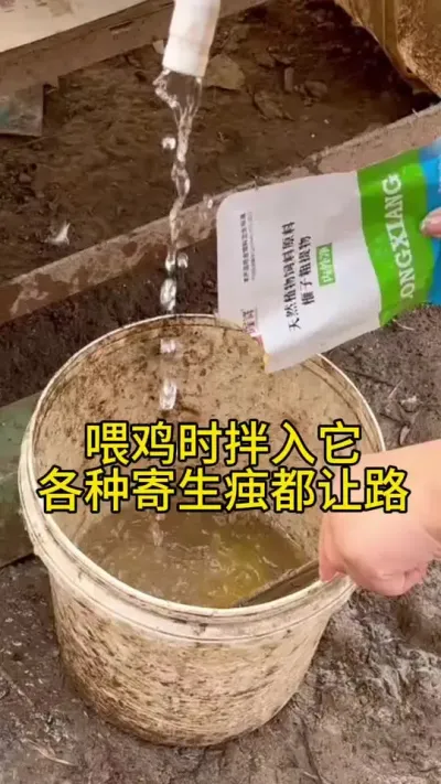 喂鸡时加上它，各种寄生虫都让路#服务三农支持三农 #鸡鸭鹅养殖 #科学养鸡 #养鸡人 #养殖小妙招