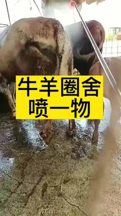牛羊圈舍，体外驱虫#养殖户 #肉牛养殖 #全国养牛人 #科学喂养 #西门塔尔