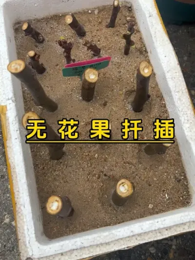 第一期：无花果的扦插。简单粗暴，有手就会，春天你确定不玩玩扦插？#记录我的种植生活 #楼顶菜园 #盆栽无花果#扦插无花果 #绿早