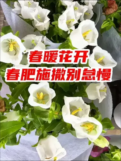 春暖花开四月天，春肥施撒别怠慢。#春肥 是一年当中重要的一次施肥，它利于植物生长，同时还能存储养分，提高植株抗性和开花能力#羊粪有机肥 #养花小知识 #花卉绿植 #爱生活爱养花