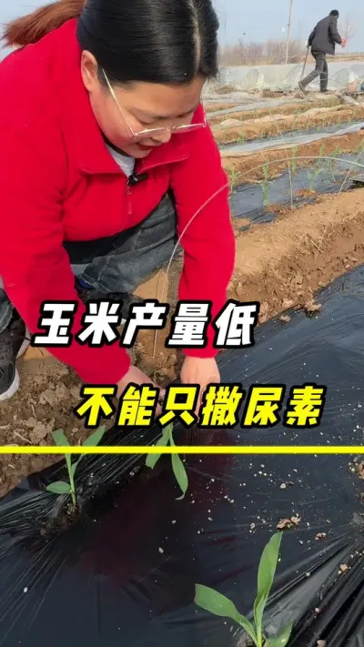 玉米产量低，不能只撒尿素#玉米 #玉米种植 #三农 #玉米金大棒#玉米高产