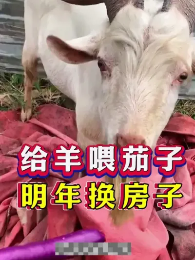 给羊喂茄子明年换房子 #养羊 #养羊人 #新手养羊 #牛羊养殖
