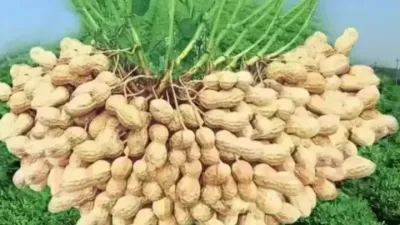 花生的超高产种植技术#分享农业技术 #新农人2022乡村振兴 #一整个粉住凌 #新农业 #新农人创业