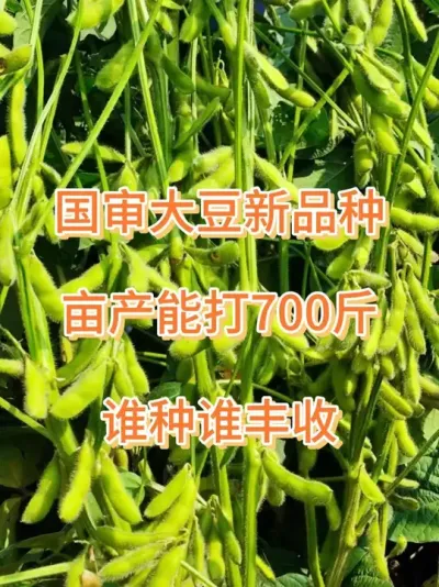 熟期104天，大粒高蛋白 #抖音助农 #助力三农 #大豆 #大豆种植 #农业种植