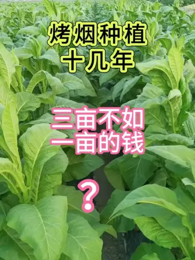 为什么种了十几年的烤烟，三亩挣得不如别人一亩的钱 #服务三农支持三农 #农业植保知识分享 #烤烟 #烤烟种植 #烤烟种植技术与管理