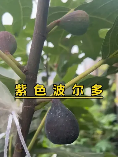 它真的很能结果，我已经从12月摘到了现在！紫色波尔多值得入门种一颗的无花果品种！#记录我的种植生活 #盆栽果树 #楼顶菜园 #盆栽无花果#紫色波尔多