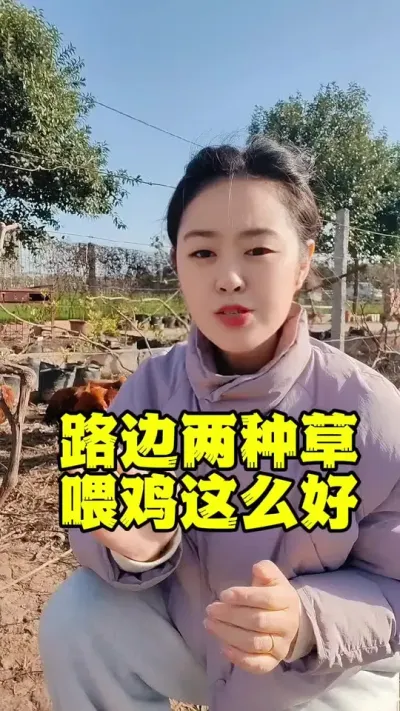 路边两种小小草养鸡居然这么好#养鸡#科学养鸡#养鸡妙招#散养土鸡