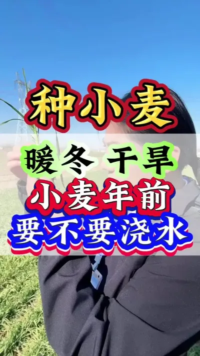 暖冬 干旱 小麦年前要不要浇水#小麦种植 #小麦#种小麦 #小麦管理 #小麦高产技术