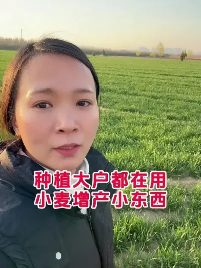 小麦高产配方 #小麦高产技术 #小麦种植管理技术 #小麦返青期管理 #膨大剂 #小麦膨大剂