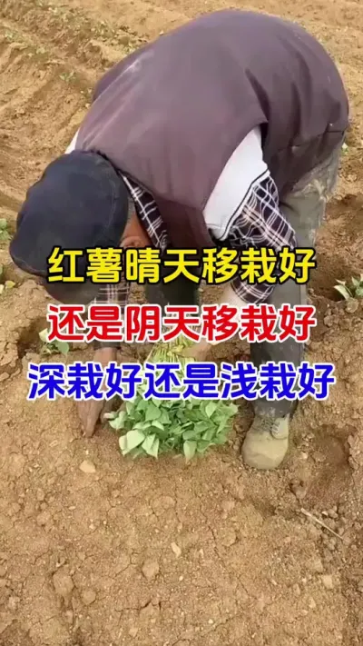 红薯晴天移栽和阴天移栽，哪个更高产#红薯种植#红薯移栽#红薯追肥 #红薯高产#红薯大丰收