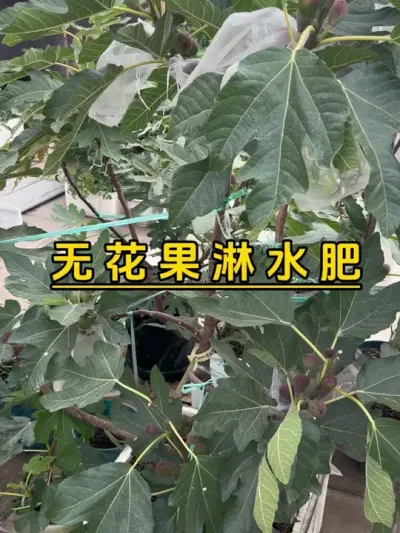 给无花果搞点荤肥，果子才能又大又多哦！#记录我的种植生活 #楼顶菜园 #盆栽果树 #盆栽无花果#无花果苗