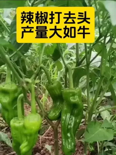 辣椒高产小技巧#辣椒种植 #每天分享蔬菜种植技巧 #农业种植