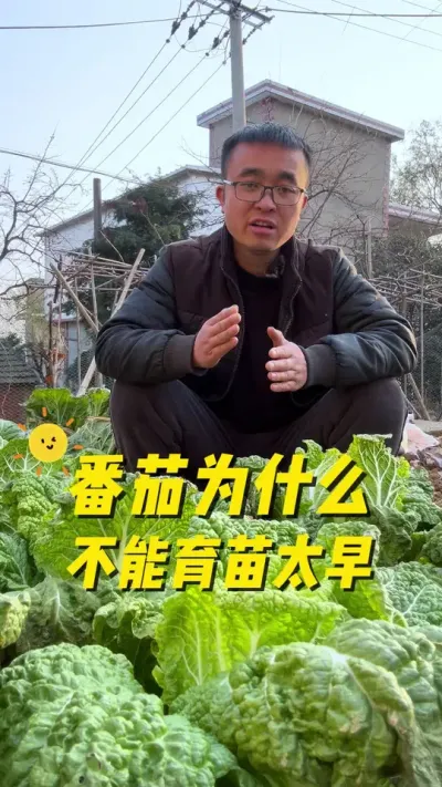 番茄🍅为什么不能育苗太早了？育苗番茄种植时间很重要❗️#关注我一起学种菜 #种植小技巧 #记录我的种植生活 #一份耕耘一份收获 #我的小菜园