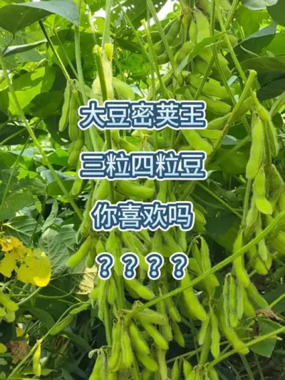 大豆密荚王，三粒四粒豆 #三农 #农业种植 #大豆 #大豆高产 #高产大豆