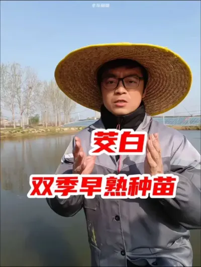 水生蔬菜茭白，自己在家也可以种植 #水生植物 #茭白 #茭白种植 #三农种植 #茭白苗
