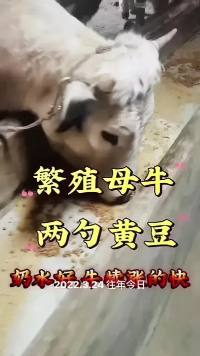 养好繁殖#肉牛养殖 #自繁自养 #西门塔尔母牛 #繁殖母牛