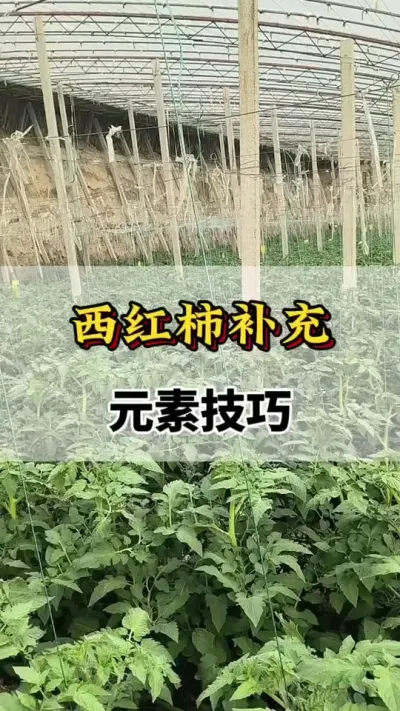 西红柿补充元素技巧#西红柿的营养价值 #西红柿营养成分和作用与功效 #西红柿的功效和作用 #番茄的好处和营养价值 #吃西红柿的作用和好处