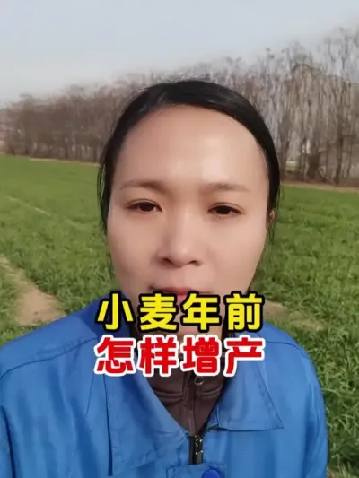 小麦年前怎样高产 #小麦种植管理技术 #小麦高产技术 #今日三农爆款 #农民