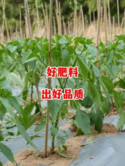 好的产量和品质需要选择好的肥料#辣椒种植 #辣椒 #小米辣 #线椒 #来抖音学农技