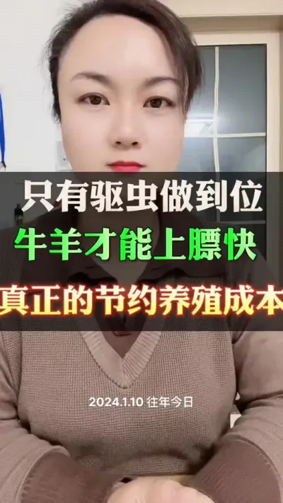 给牛驱虫#西门塔尔 #养殖户 #西门塔尔育肥牛 #西门塔尔母牛