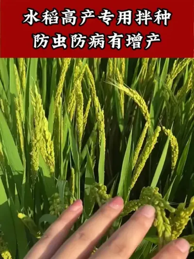 水稻专用拌种剂防虫防病又增产 #水稻种植 #水稻种子 #水稻拌种 #拌种剂 #水稻