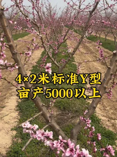 #抖音助农 #分享农业知识帮农民增产增收 #服务三农支持三农 #农业种植技术 #Y字型桃树 @抖音小助手 @抖音热点 @抖音创作者中心